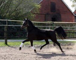 broodmare Romanie 4 (Oldenburg, 2012, from Glock's Romanov)