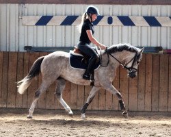 Dressurpferd Steverheides Dorothee (Deutsches Reitpony, 2013, von Dressman IV)