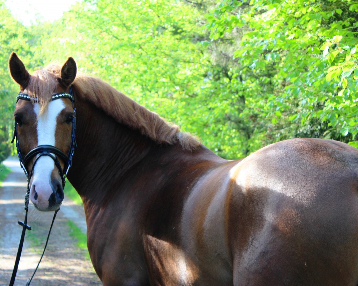 dressage horse Heitholms Mr. Magic (German Riding Pony, 2013, from Petit Magic Colour)