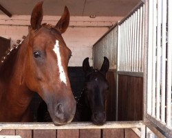 broodmare Die Adele (Oldenburg, 2005, from Dimaggio)