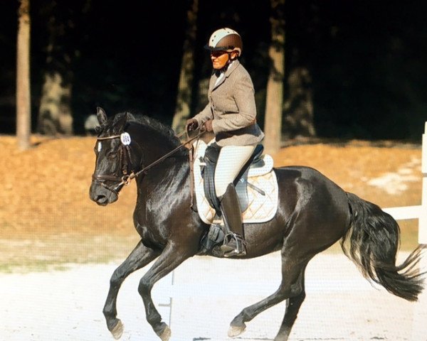 horse Bigge Fiona (Connemara Pony, 2001, from Flashing Brendan)