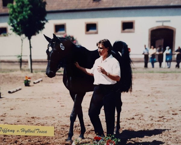 Zuchtstute Tiffany XIII (Trakehner, 1996, von Hyllos)