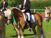 dressage horse Helena von Troja (Haflinger, 2006, from Abendsturm)