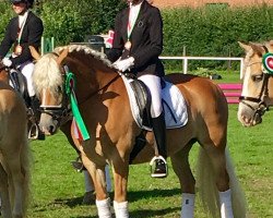 dressage horse Helena von Troja (Haflinger, 2006, from Abendsturm)