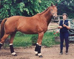 horse Askan 407 (Trakehner,  , from Hyllos)