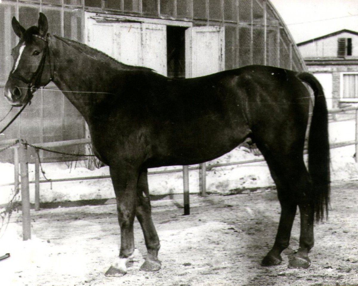 horse Gonzales II (Noble Warmblood, 1976, from Guam 3192)
