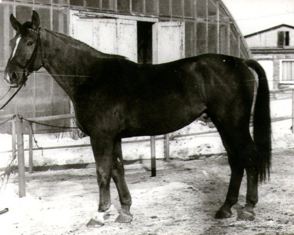 horse Gonzales II (Noble Warmblood, 1976, from Guam 3192)