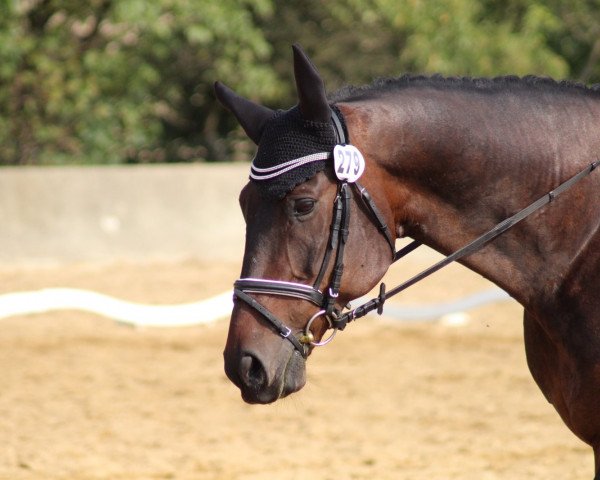 dressage horse Falko 427 (Hanoverian, 2002, from Fabriano)