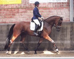 dressage horse Dollar-Girl H (Oldenburg, 2012, from Belstaff)