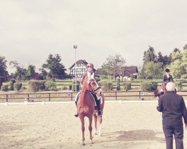 dressage horse Grosso 20 (German Riding Pony, 2003, from Going Top)