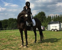 dressage horse Enjoy 74 (Trakehner, 2001, from Sixtus)