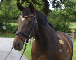 dressage horse Halifax 99 (Westphalian, 2006, from Houston)