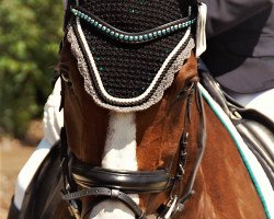 dressage horse Rubicon 82 (Hanoverian, 2008, from Royal Blend)