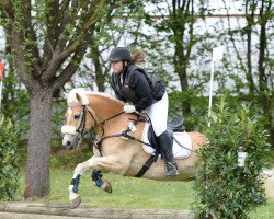 dressage horse Balou 872 (Edelbluthaflinger, 2008, from Mythos (3,125% ox))