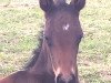 dressage horse Fellini's First Stanley (Westphalian, 2017, from Federico Fellini)