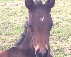 dressage horse Fellini's First Stanley (Westphalian, 2017, from Federico Fellini)