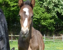 jumper Quido R Z (Westfale, 2016, from Quickly de Kreisker)