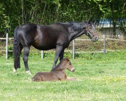 broodmare Cedra (Westphalian, 1997, from Capitol II)