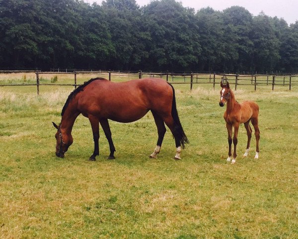 broodmare Couleur de l'esprit (KWPN (Royal Dutch Sporthorse), 2007, from L'Esprit)