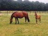 broodmare Couleur de l'esprit (KWPN (Royal Dutch Sporthorse), 2007, from L'Esprit)