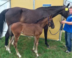 broodmare Quandra R Z (Westphalian, 2017, from Qlassic Bois Margot)