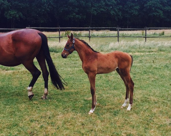 broodmare Lotte R Z (Zangersheide riding horse, 2017, from Lizarazu)