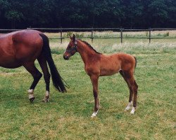 horse Lotte R Z (Zangersheide Reitpferd, 2017, from Lizarazu)