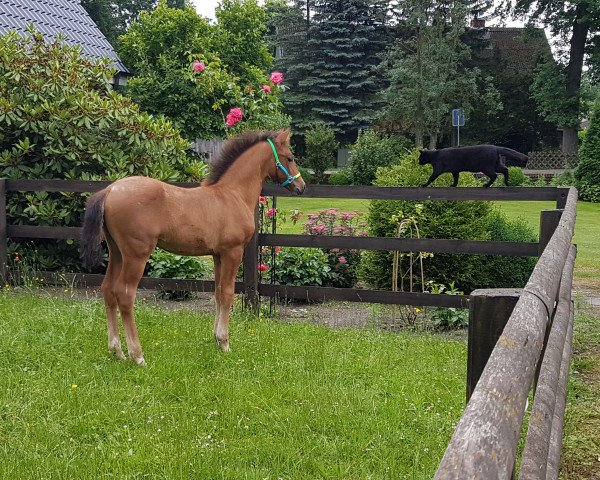 broodmare Latina Deluxe (German Riding Pony, 2017, from Light my Fire)