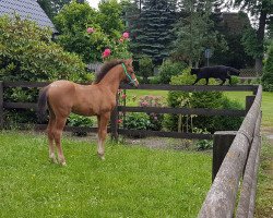 broodmare Latina Deluxe (German Riding Pony, 2017, from Light my Fire)