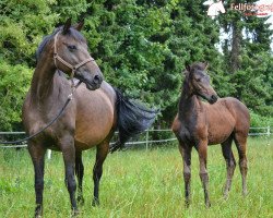 broodmare Rubina (Saxony-Anhaltiner, 2000, from Rubinstern Noir)