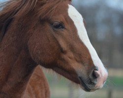 broodmare Bibbona N (Westphalian, 2016, from Callaho's Benicio)