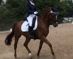 dressage horse Larusso 7 (Thuringia, 2001, from Leoni)