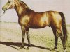 stallion Topal (Arabian thoroughbred, 1958, from Priboj 1944 ox)