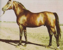 stallion Topal (Arabian thoroughbred, 1958, from Priboj 1944 ox)