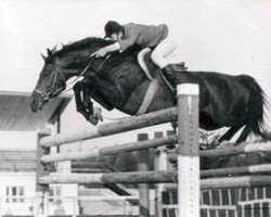 Deckhengst Tantal (Russisch Trakehner, 1967, von Topal)