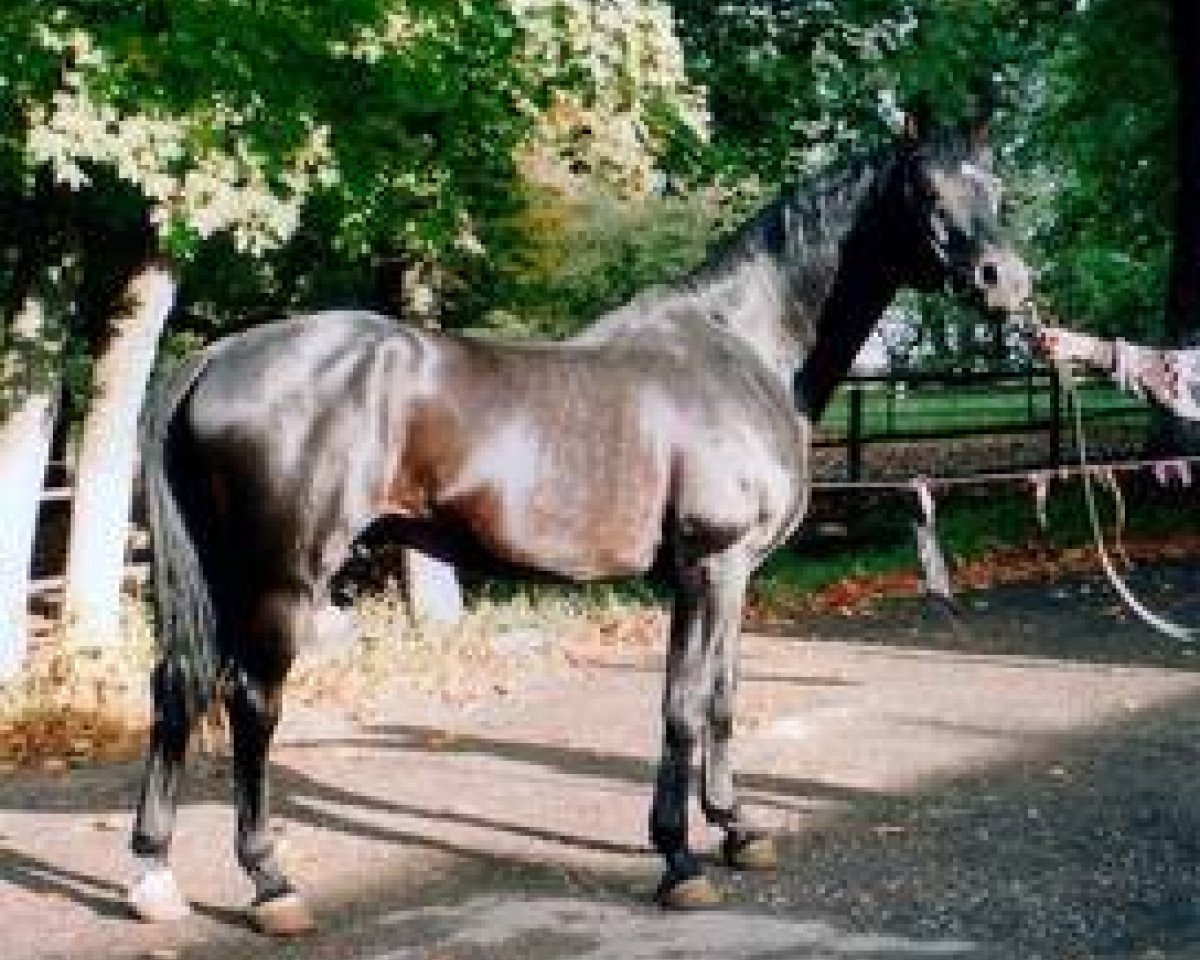 stallion Plastik (Russian Trakehner, 1987, from Tantal)
