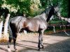 stallion Plastik (Russian Trakehner, 1987, from Tantal)