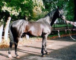 Deckhengst Plastik (Russisch Trakehner, 1987, von Tantal)