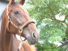 dressage horse Dolystra (KWPN (Royal Dutch Sporthorse), 2008, from Kastel's Nintendo)