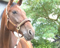 dressage horse Dolystra (KWPN (Royal Dutch Sporthorse), 2008, from Kastel's Nintendo)