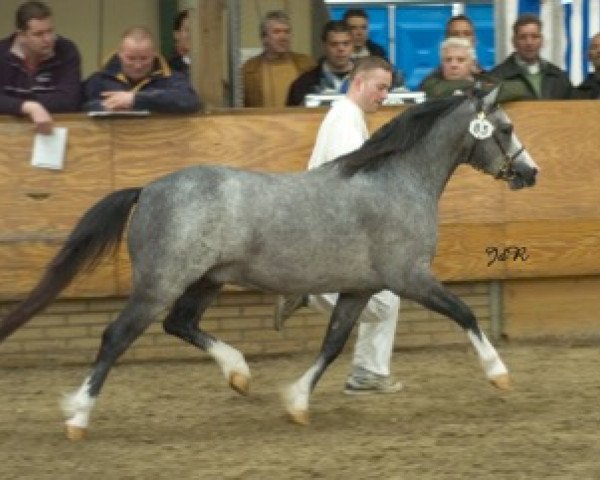 Pferd Ciejan's Lars (Welsh Mountain Pony (Sek.A), 2002, von Double P's Ballistite)