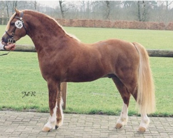 Deckhengst Domeniek (Welsh Mountain Pony (Sek.A), 1999, von Vechtzicht's Cymro Bach)