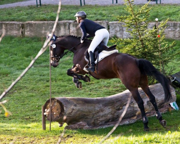 jumper Gilardino (Württemberger, 2008, from Grafenstolz)