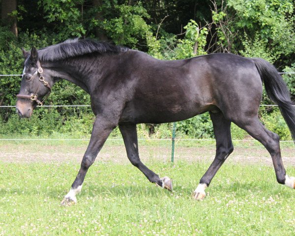 Pferd Marienglanz (Trakehner, 1985, von Matador)