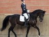 dressage horse Campino CT (Bavarian, 2012, from Coeur de Nobless M)