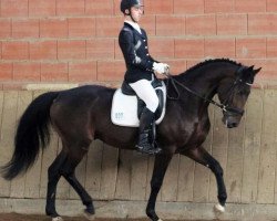 dressage horse Campino CT (Bavarian, 2012, from Coeur de Nobless M)