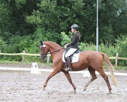 broodmare Hardrock Lady (German Sport Horse, 2009, from Relius)