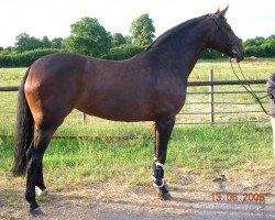 broodmare Kurfuerstin (Oldenburg, 2000, from Landjonker (Fruhling))