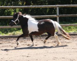 Zuchtstute Isarons Florenzia (Shetland Pony, 2011, von Bubba)