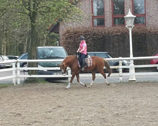 dressage horse Thorin Eichenschild (German Riding Pony, 2013)